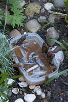 Slug trap using beer in a plastic container placed in garden border, June