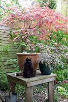 Acer dissectum atropurpureum - Japanese maple small tree grown in pot and Athyrium nipponicum Pictum in glazed pot with black cat sitting on decking table, May 