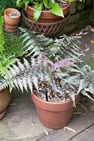 Watering system for fern grown in clay pot Athryium nipponicum 'Red Beauty' in May - young foliage