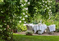 Climbing rose in front of a suite of wicker garden furniture with Rambler 'Bobby James', Alchemilla mollis and Euphorbia 'Diamond Frost'