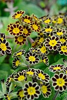 Polyanthus 'Gold Laced', Barnhaven Gold Laced polyanthus