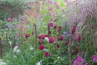 Dahlia 'Downland Royal', Pennisetum villosum, Cleome 'Violet Queen', Miscanthus 'Pink Giraffe' and Persicaria orientalis in a late summer border. Ulting Wick, Essex