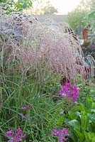 Cleome 'Violet Queen' and Miscanthus 'Pink Giraffe' in a late summer border. Ulting Wick, Essex