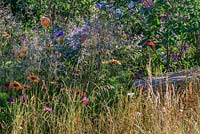 A herbaceous border with Cirsium rivulare, Echinacea, Deschampsia cespitosa and Panicum virgatum 'Northwind'- Zoflora: Outstanding Natural Beauty, RHS Hampton Court Palace Flower Show 2016. Design: Helen Elks-Smith MSGD