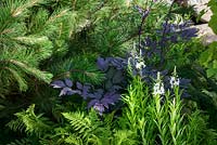 Fir tree branches, ferns, dark-leaved Astilbe and white-flowered Sidlacea in Gardens of the USA: The Oregon Garden, RHS Hampton Court Flower Show in 2016