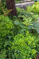Skimmia confusa and ferns in Feel Good Front Garden - Hampton Court Flower Show 2016.