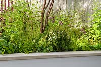 Astrantia 'Ruby Star', Knautia macedonica, Epimedium and Sanguisorba 'Chocolate Tip'. Squire's 80th Anniversary Garden, RHS Hampton Court Flower Show 2016. 
