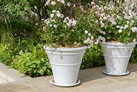 Rosa 'Little White Pet' in ceramic pots .  Squire's 80th Anniversary Garden, RHS Hampton Court Flower Show 2016