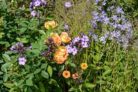 A herbaceous border with Rosa 'Lady of Shalott', Phlox and Campanula - Zoflora: Outstanding Natural Beauty, RHS Hampton Court Palace Flower Show 2016