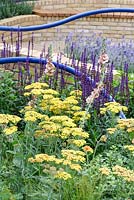 Planting of achillea, verbascum, geum and salvia in The Abbeyfield Society: a Breath of Fresh Air, RHS Hampton Court Palace Flower Show 2016.