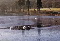 Wildlife on icy lake at Trentham Gardens Staffordshire in January
