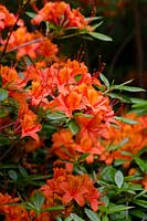 Rhododendron 'Coccinea Speciosa'