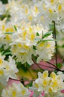 Rhododendron 'Viscosepala'