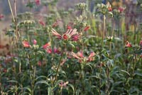 Alstroemeria psittacina - Peruvian Lily - November   
