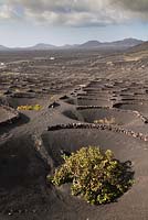 Grape vines growing in volcanic earth with lava rock protective walls - November