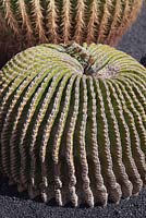 Echinocactus grusonii var.subinermis