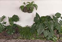 Cyrtomium fortunei, Monstera deliciosa and Colocasia esculenta growing against white painted wall - Japanese Holly Fern, Swiss cheese plant, Taro 
