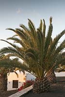 Phoenix canariensis - Canary Island Date Palm - November, Lanzarote, Canary Islands