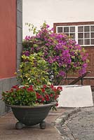 Schefflera arboricola, Kalanchoe and Impatiens growing outside in container in front of terracotta rendered house wall - February, Tenerife, Canary Islands