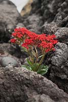 Kalanchoe blossfeldiana growing in crevice in volcanic rock - February, Tenerife, Canary Islands 
