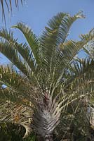 Dypsis decaryi - Triangle Palm - February, Tenerife, Canary, Islands