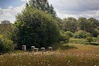 View across wild flower meadow to bee hives - June, Bollin House, Wilmslow, Cheshire