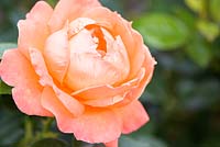 Rosa 'Lady Marmalade' - Floribunda