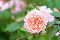 Rosa 'Sexy Rexy'. Medium Pink Floribunda Rose. 1984