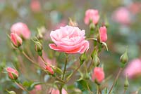 Rosa 'Fascination', floribunda