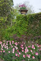 Pashley Manor. Tulipa 'Infinity' in The Rose Garden with terracotta basketweave pot full of Tulipa 'Blue Diamond' on top of ivy covered wall.