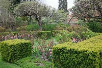The Rose Garden with Buxus hedges and cubes and old apple trees, bedded out with Tulipa 'Pink Diamond' and Tulipa 'Palestrina'. Pashley Manor.