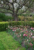 The Rose Garden with Buxus hedges and cubes and old apple trees, bedded out with Tulipa 'Pink Diamond' and Tulipa 'Palestrina'. Pashley Manor