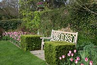 Tulipa 'Infinity' in The Rose Garden with wooden bench flanked by Buxus cubes. Pashley Manor