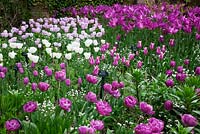 Tulipa 'Blue Diamond', Tulipa 'Ballade',  Tulipa 'Honeymoon', Tulipa 'Shirley' and 'Purple Dream'  