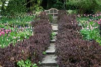 Purple Berberis thunbergii 'Atropurpurea nana' low hedge edges path leading to Lutyens style bench. 'Tulipa ' Barcelona',Tulipa 'Stunning Apricot' Tulipa ' Survivor', Tulipa 'Fantasy Lady', Tulipa 'China Pink'   in The Lutyens bed