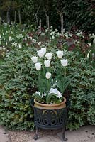 Tulipa 'Honeymoon' in pot by Hebe, behind, Tulipa 'Greenstar' and Tulipa 'White Triumphator' in The Elizabethan Garden