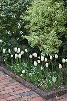 Tulipa 'Maureen' under Euonymus fortunei 'Silver Queen' hedge  in The Elizabethan Garden