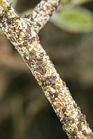 Unaspis euonymi - Euonymus scale - males and females on euonymus stem