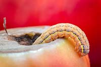 Lacanobia oleracea - Caterpillar feeding on tomato