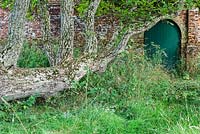 Juglans regia - Fallen Walnut Tree in Walled Garden