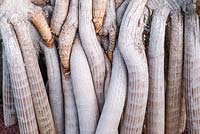 Pandanus utilis - Madagascar Screw Pine - aerial prop roots