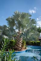 Bismark Palm - Bismarckia nobilis - Hotel swimming pool landscaping