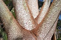Bismarckia nobilis - Bismark Palm - petioles with caducous scales