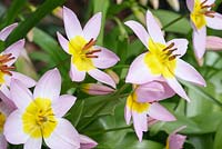 Tulipa saxatilis Bakeri 'Lilac Wonder'