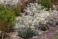 Actinotus helianthi, Flannel flowers, masses of white daisy like flowers growing in a rockery in full sun.