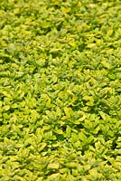 Origanum vulgare 'Aureum', Golden oregano, growing as a ground cover, with lime green, yellow leaves.