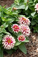Zinnia haageana 'Persian Carpet mix',  bi-coloured pink and white double flowers with a yellow centres in a mulched garden bed.