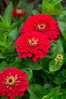 Zinnia haageana 'Persian Carpet mix', red double flowers with yellow centres.