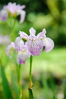 Iris versicolor 'Rowden Cadenza'
