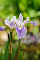 Iris versicolor 'Rowden Lullaby'